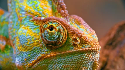 Foto op Plexiglas close up of a chameleon © наталья Григорьева