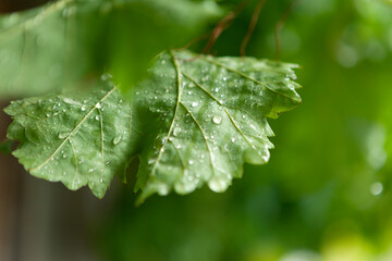 Grape leaves with sliding raindrops. Summer rain. County. Georgia.
