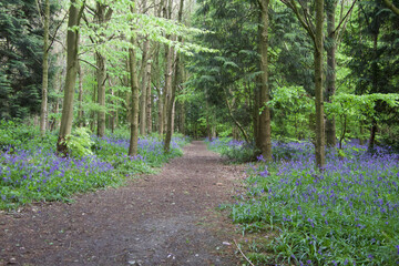Path in a bluebells forest in the United Kingdom at spring time, sping has sprung