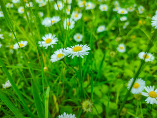 Garden daisies on a natural background.Flowering of daisies. Oxeye daisy, Leucanthemum vulgare, Dox-eye, Common daisy, Dog daisy. Spring daisy in the me