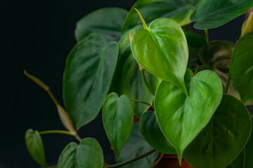 Green leaves of a houseplant close-up. Houseplant philodendron on black background. Decorative...