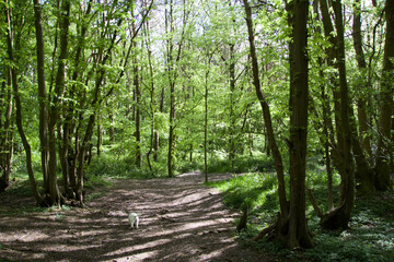 path in the forest