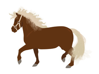 Fototapeta na wymiar Mini horse or pony with long bright mane and tail.