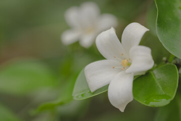 Closeup of white blossom jasmine flower and its petals in soft background. Fresh spring and summer concept.