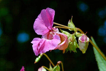 Drüsiges Springkraut // Policeman's helmet (Impatiens glandulifera)
