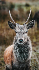 Young male deer walking free through Scottish mountains called Highlands. Close-up looking at camera. Animals in freedom. Glencoe at winter