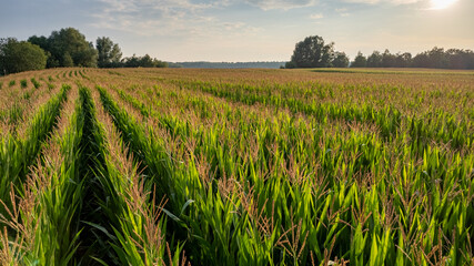 Corn field agriculture under a sunset sky. Green nature. Rural farm land in summer. Plant growth. Farming scene. Outdoor landscape. Organic leaf. Crop season. Sun in the sky. High quality photo