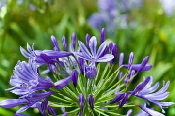 purple rain of flowers