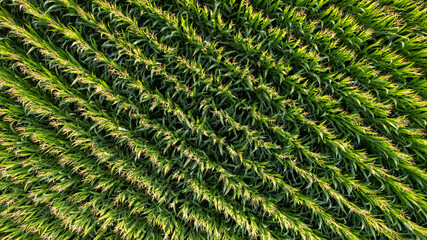 Corn field of green corn stalks and tassels, aerial drone photo above corn plants. High quality...