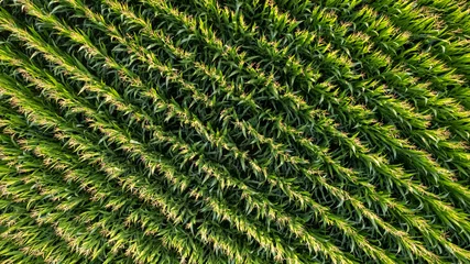 Poster Corn field of green corn stalks and tassels, aerial drone photo above corn plants. High quality photo © Bjorn B