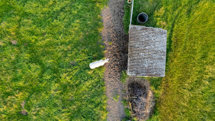 Aerial view of Cattle cows in the grass near a shed in a meadow taken with a drone. High quality photo