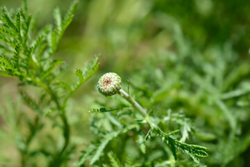 Yellow chamomile