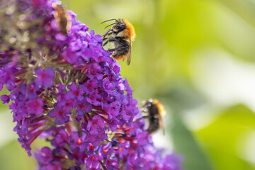 Fototapeta premium bee on a flower