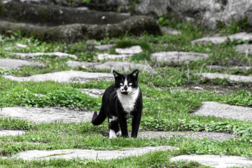 Black and white cat with yellow eyes at the backyard staring at the camera. Two color cat sticking...