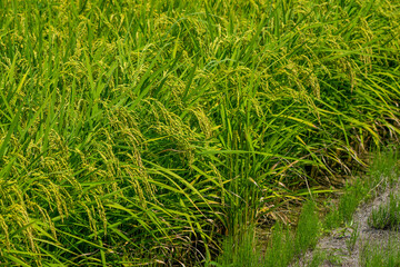 石川県白山市の田んぼの中に自然や動物がある風景 Landscape with nature and animals in rice fields in Hakusan City, Ishikawa Prefecture.