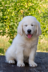 Golden Retriver Puppy (8 weeks) sitting on a table in the nature