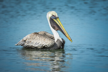 Pelikaan dobberend in de Golf van Mexico