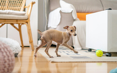 Cute dog in home interior. Italian greyhound dog playing with ball. Isabela color