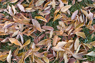 Frozen autumn leaves on the ground