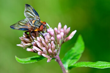 Tachinid fly // Wanzenfliege (Phasia hemiptera) auf Wasserdost-Blüte