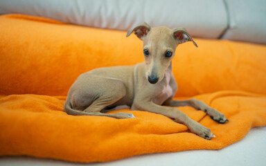 Cute dog sleeping on blanket. Dog breed Italian greyhound on a color background in studio