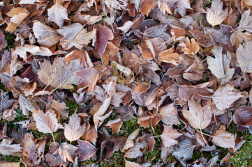 Frozen autumn leaves on the ground