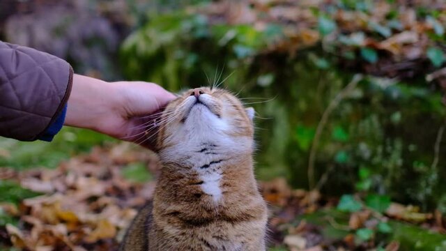 A female hand caresses a tabby cat in the forest. Cute prety cat. Beautiful forest wildcat