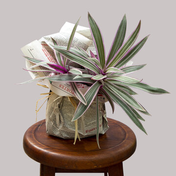 Boatlily plant packed in newspaper on a wooden stool