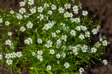 Beautiful Gypsophila flower, babysbreath gypsophila blooming in the garden