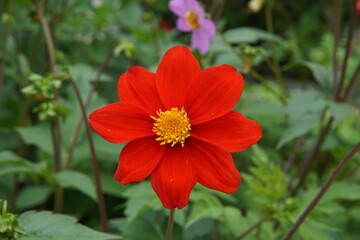 Dahlia pinnata