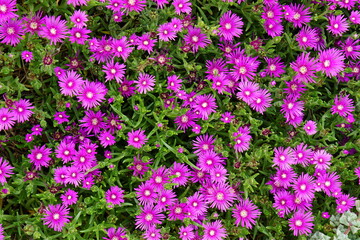 Obraz premium Iceplant