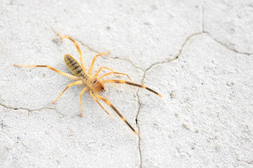 Orb Weaver Spider, huge insect. duna dweller. Arthropod inhabitant of desert. Copy space.
