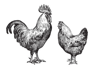 Chicken rooster and hen - vintage engraved vector illustration from Larousse du xxe siècle - 449356020