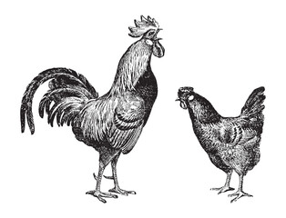 Chicken rooster and hen - vintage engraved vector illustration from Larousse du xxe siècle - 449356059