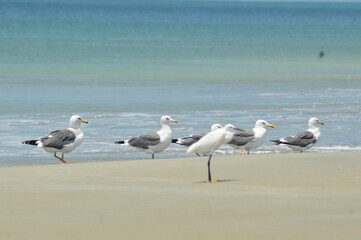 seagulls on the beach