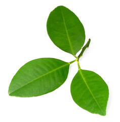 Naklejka premium Fresh Petitgrain leaves isolated on white background