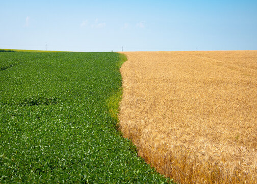 Two-color field with wheat and soybeans on a background of blue sky. Quality image for your project
