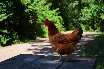 rooster in the farm