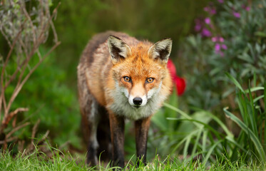 Naklejka na ściany i meble Close up of a red fox standing in a garden in spring