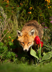 Close up of a red fox standing in a garden in spring