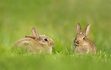 Two cute little rabbits sitting in meadow