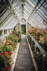 An old fashioned greenhouse filled with geranium flowers in pots leading to an open door with an...