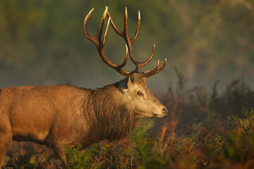 Portrait of a red deer stag during rutting season in autumn