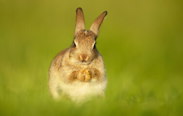 Cute little rabbit sitting in grass in spring