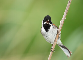 Common reed bunting calling against yellow background