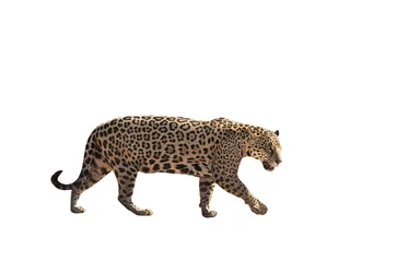 Foto op Plexiglas Jaguar walking on a white background © giedriius