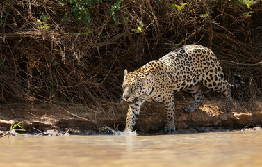 Jaguar walking in water along the river bank