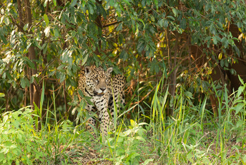 Fototapeta na wymiar Close up of a Jaguar in a jungle