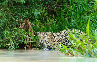 Fototapeta na wymiar Close up of a Jaguar walking on a river bank