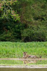 Close up of a Jaguar lying on a river bank